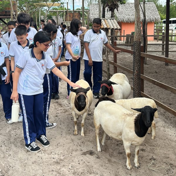 As crianças e as cabras